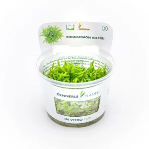 Sternkraut, Pogostemon helferi, In Vitro Sichere Zahlung